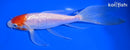 7.25" GINRIN KOHAKU BUTTERFLY