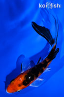 5.25" AKA SANKE BUTTERFLY