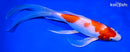 9.5" KOHAKU BUTTERFLY