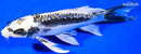 9.25" KIKOKURYU BUTTERFLY