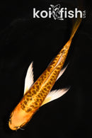 5.5" ARAGOKE ORENJI MATSUBA BUTTERFLY