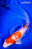9.5" KOHAKU BUTTERFLY