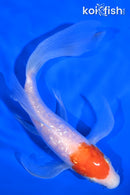 7.25" GINRIN KOHAKU BUTTERFLY