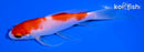 5.75" KOHAKU BUTTERFLY