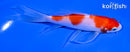 5.75" KOHAKU BUTTERFLY