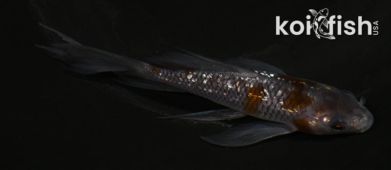 4.5" GINRIN OCHIBA SHIGURE BUTTERFLY