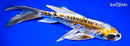 9.25" KIN KIKOKURYU BUTTERFLY