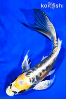 9.5" KIN KIKOKURYU BUTTERFLY