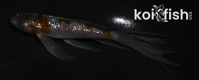 4.5" GINRIN OCHIBA SHIGURE BUTTERFLY