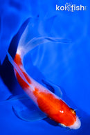 5.75" KOHAKU BUTTERFLY