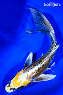 9.25" KIN KIKOKURYU BUTTERFLY