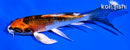 5.5" KUJAKU BUTTERFLY