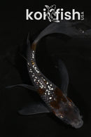 4.5" GINRIN OCHIBA SHIGURE BUTTERFLY