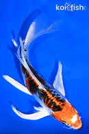 6.5" DOITSU KUJAKU BUTTERFLY