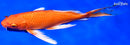 9.5" ORENJI OGON BUTTERFLY