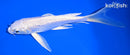 6.5" GINRIN PLATINUM OGON BUTTERFLY