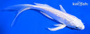 6.5" GINRIN PLATINUM OGON BUTTERFLY