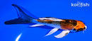 5.5" KUJAKU BUTTERFLY