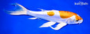 8.75" KIKUSUI BUTTERFLY