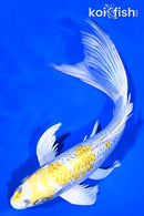 10" KUJAKU BUTTERFLY