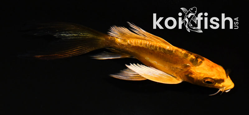 4.5' BENI KIKOKURYU BUTTERFLY