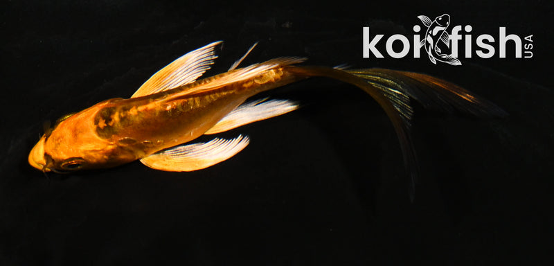 4.5' BENI KIKOKURYU BUTTERFLY