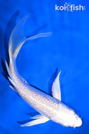 6.5" GINRIN PLATINUM OGON BUTTERFLY