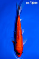 7.75" HEISEI NISHIKI