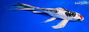 9.75" DOITSU KUJAKU BUTTERFLY