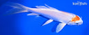 6.5" HARIWAKE BUTTERFLY