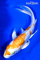 8.75" KIKUSUI BUTTERFLY