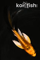 4.5' BENI KIKOKURYU BUTTERFLY