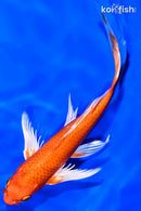 9.5" ORENJI OGON BUTTERFLY