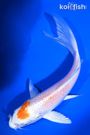 6.5" HARIWAKE BUTTERFLY