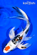 9.75" DOITSU KUJAKU BUTTERFLY