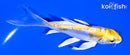 5.5" DOITSU LEMON HARIWAKE BUTTERFLY