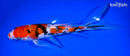 9" SANKE BUTTERFLY
