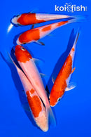 PACK OF (5) 4-5" STANDARD KOI