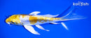 5.5" DOITSU LEMON HARIWAKE BUTTERFLY