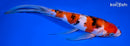 9" SANKE BUTTERFLY