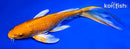 9.25" ORENJI OGON BUTTERFLY