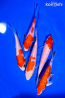 PACK OF (5) 4-5" STANDARD KOI