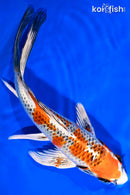 9.5" KUJAKU BUTTERFLY