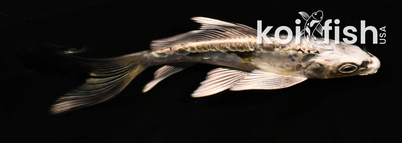 4.5" ARAGOKE KIN KIKOKURYU BUTTERFLY