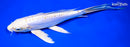 9.25" DOITSU LEMON HARIWAKE BUTTERFLY