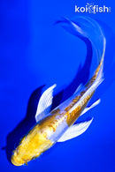5.5" DOITSU LEMON HARIWAKE BUTTERFLY