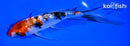 6.5" GINRIN SANKE BUTTERFLY