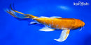 9.25" ORENJI OGON BUTTERFLY