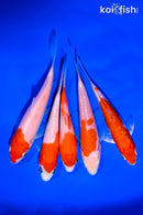 PACK OF (5) 4-5" STANDARD KOI