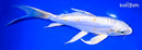 9.25" DOITSU LEMON HARIWAKE BUTTERFLY